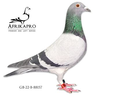 who dares wins pigeon auction.